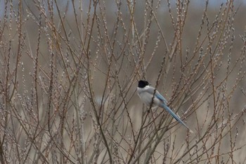 2020年3月15日(日) 蕪栗沼の野鳥観察記録