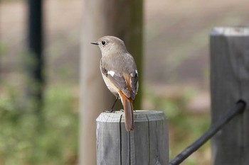 ジョウビタキ 神代植物公園 2020年3月15日(日)