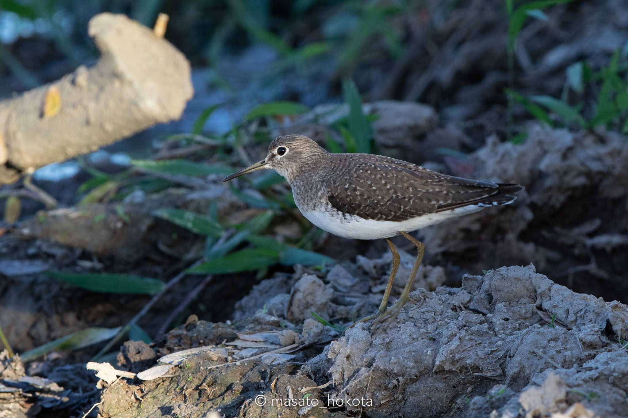 Photo of Solitary Sandpiper at El Chiru by Trio