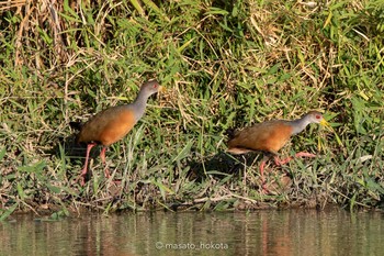 Grey-cowled Wood Rail El Chiru Thu, 1/10/2019