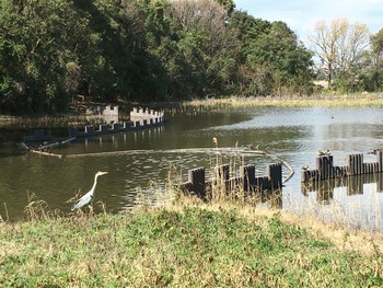 2020年3月15日(日) 谷津干潟の野鳥観察記録