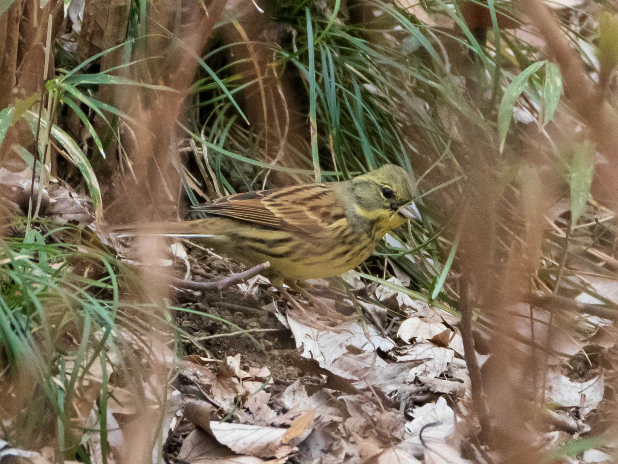 Photo of Masked Bunting at Rikugien Garden by ryokawameister