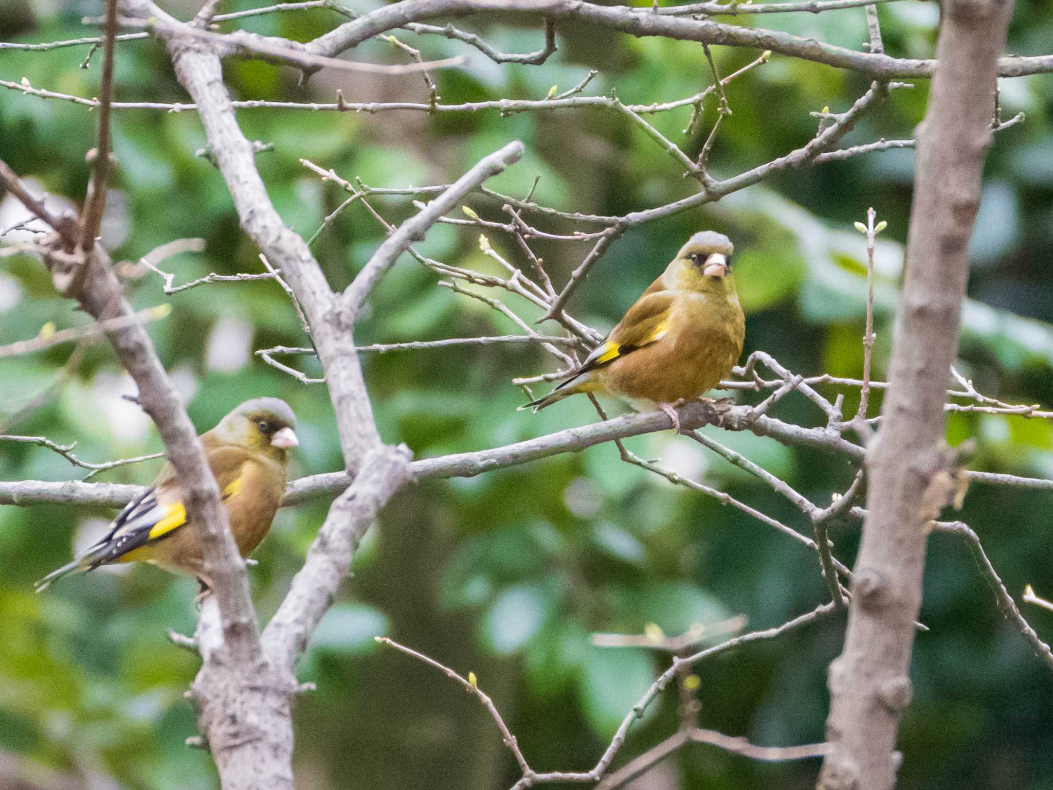 Photo of Grey-capped Greenfinch at Rikugien Garden by ryokawameister