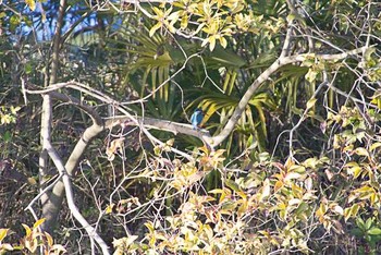 カワセミ 水元公園 2016年2月11日(木)