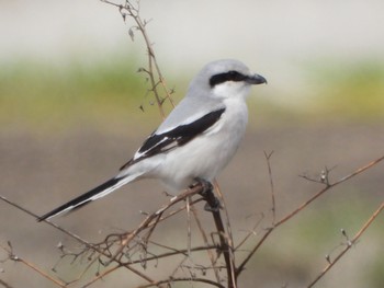 Chinese Grey Shrike Unknown Spots Thu, 3/12/2020