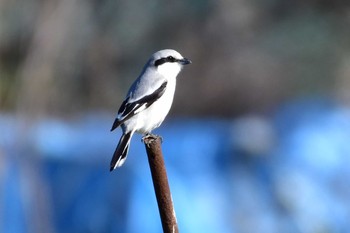 Chinese Grey Shrike 見沼区膝子 Sun, 3/15/2020