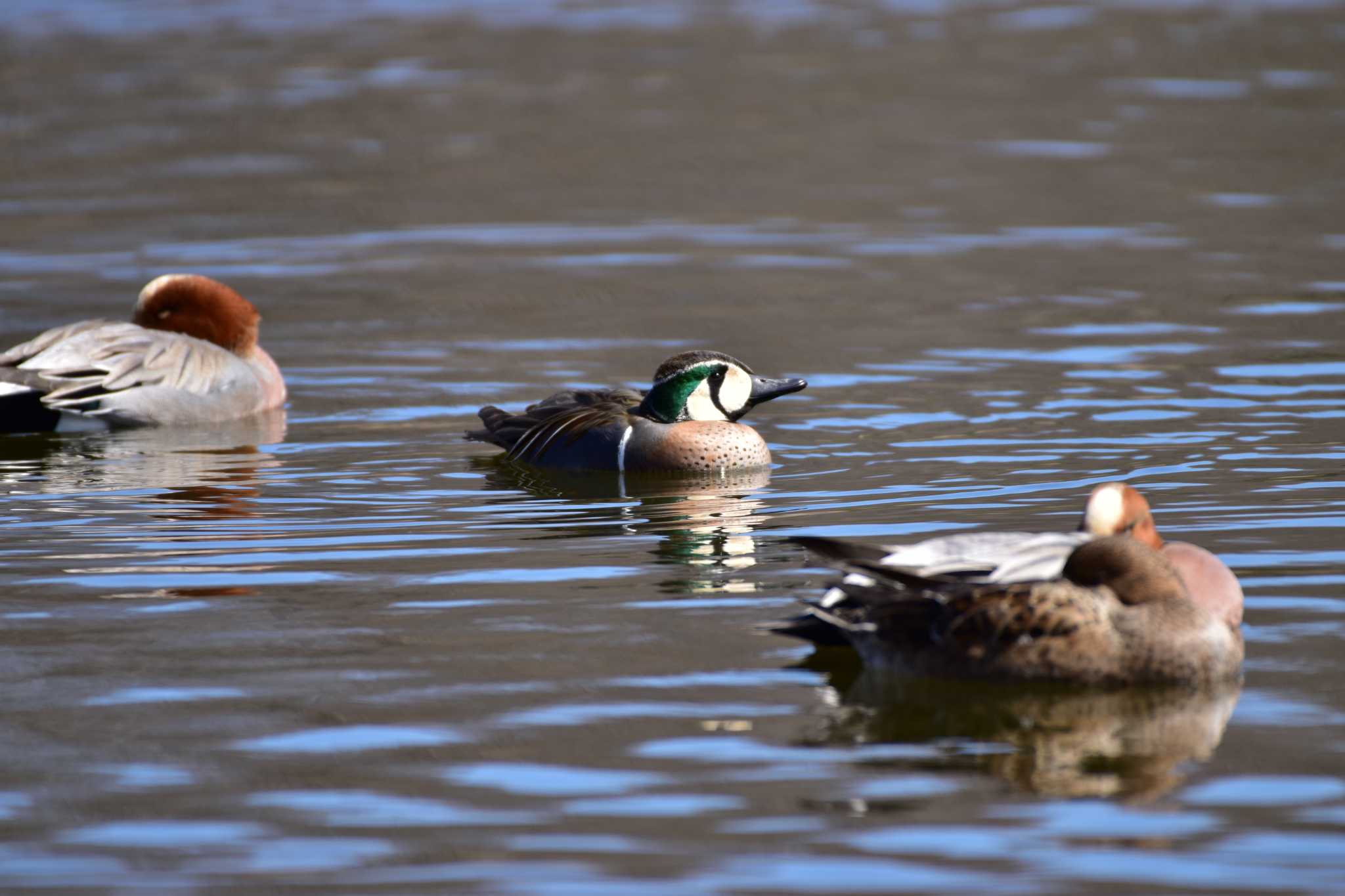 見沼公園 トモエガモの写真 by とり撮り4010