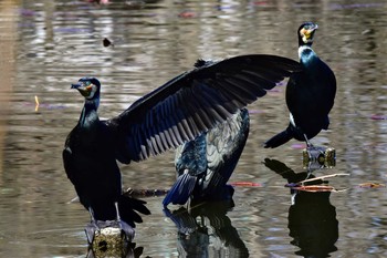 カワウ 見沼公園 2020年3月15日(日)