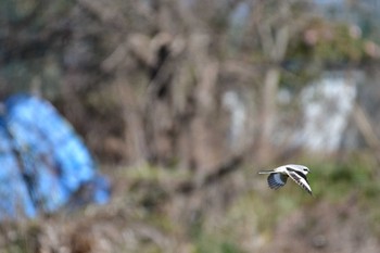 Chinese Grey Shrike 見沼区膝子 Sun, 3/15/2020