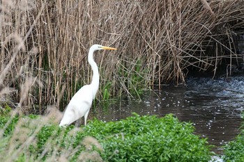 2020年3月15日(日) 千刈水源地の野鳥観察記録