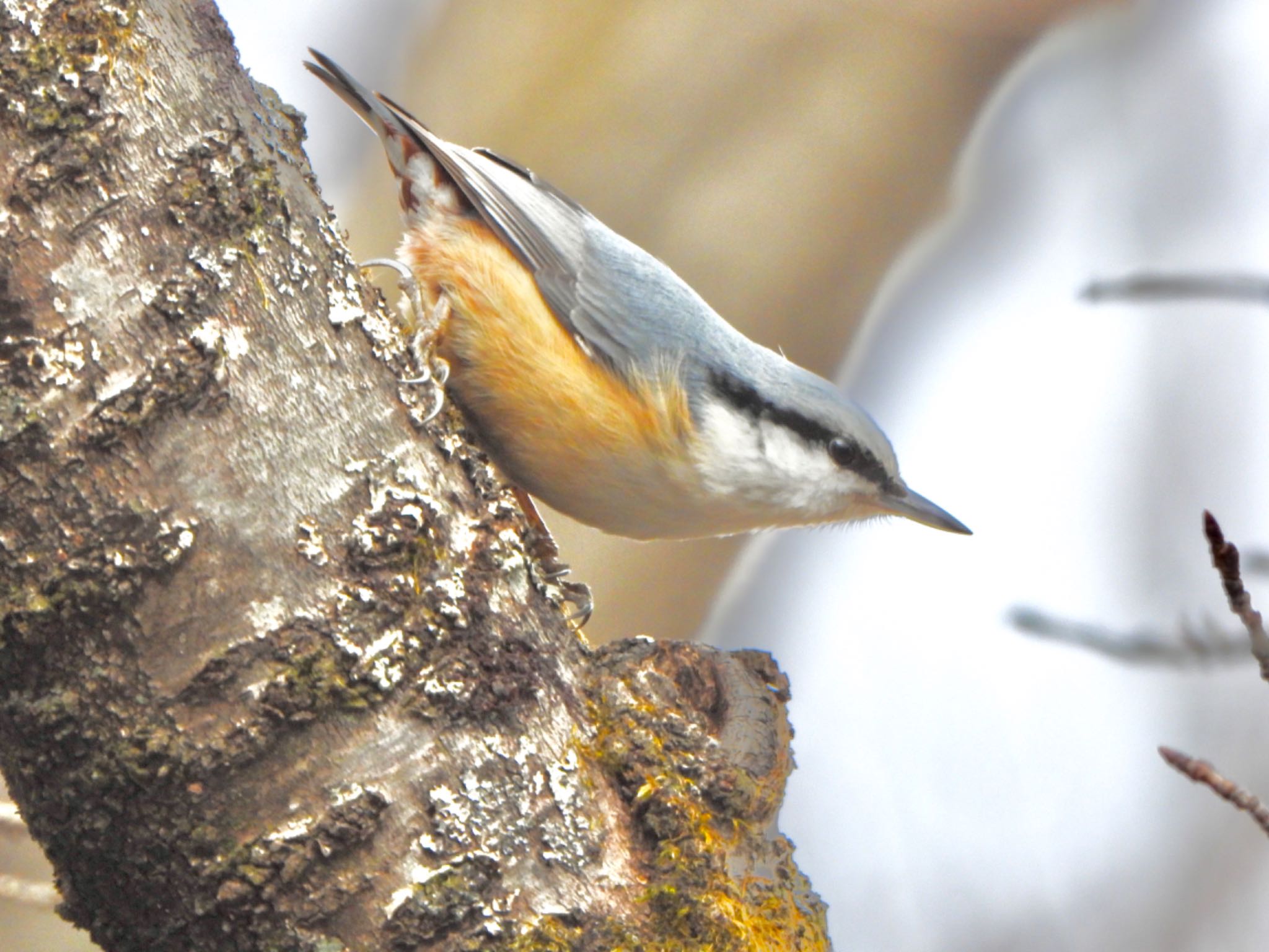 埼玉県民の森 ゴジュウカラの写真 by なおんなおん