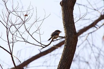 2016年2月11日(木) 水元公園の野鳥観察記録