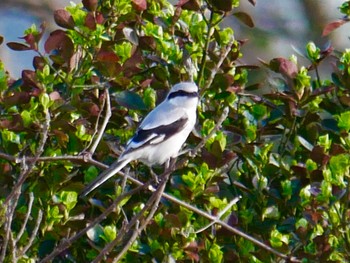 Chinese Grey Shrike 見沼 Sun, 3/15/2020