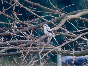 Chinese Grey Shrike 見沼 Sun, 3/15/2020