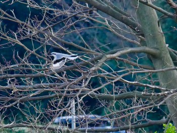 Chinese Grey Shrike 見沼 Sun, 3/15/2020