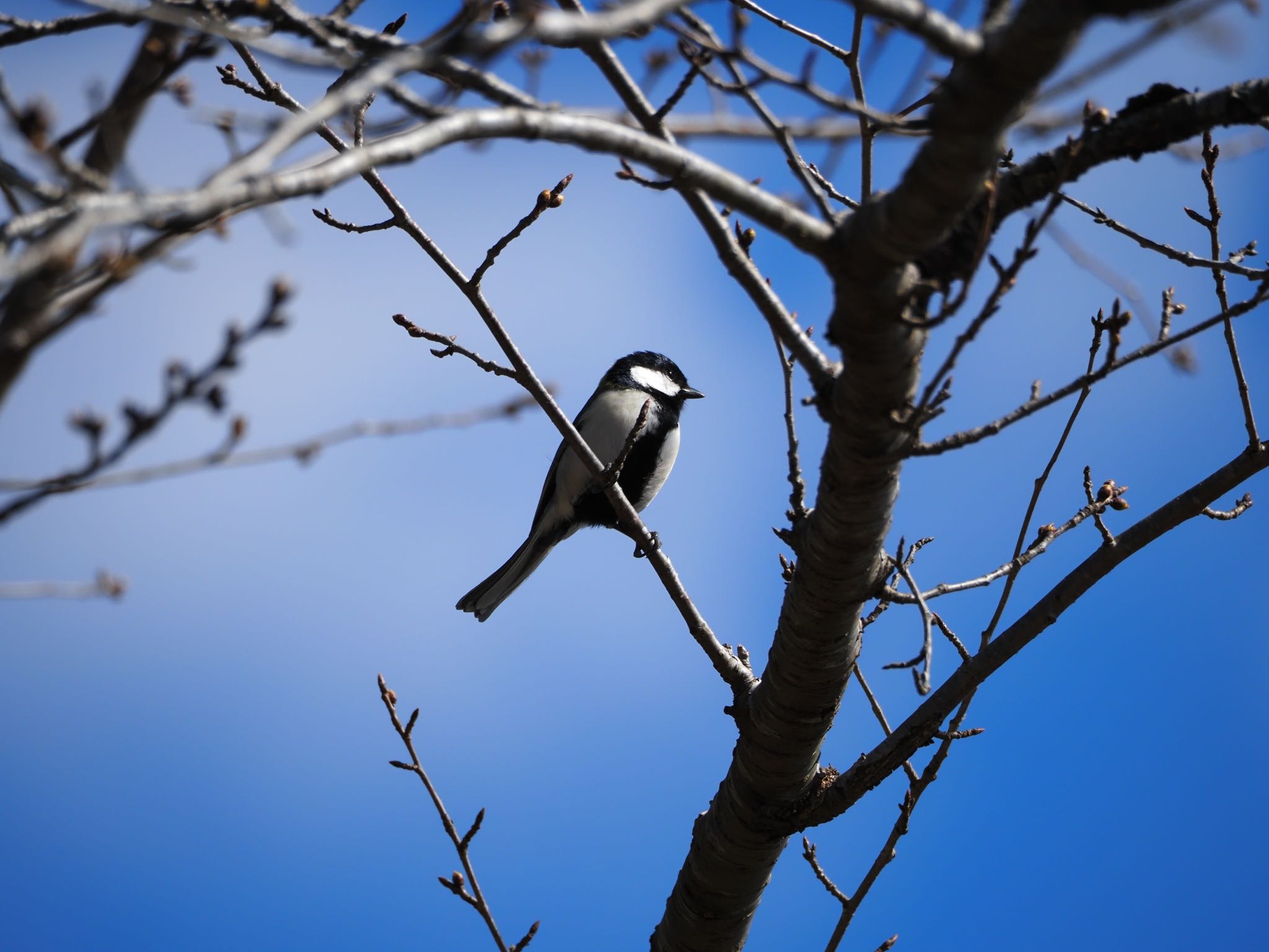 Photo of Japanese Tit at Aobayama Park by Yoshiro