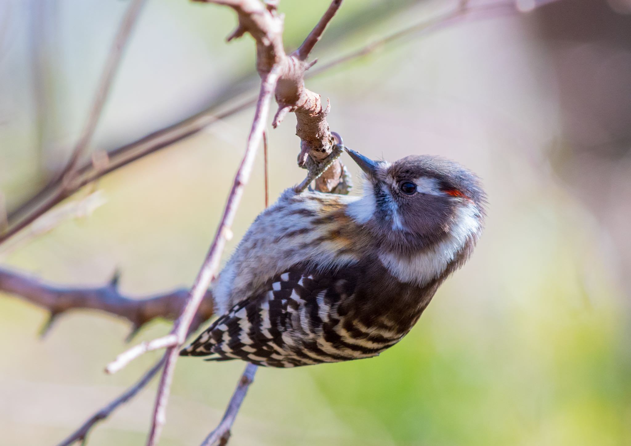 Photo of Japanese Pygmy Woodpecker at Komiya Park by Jgogo