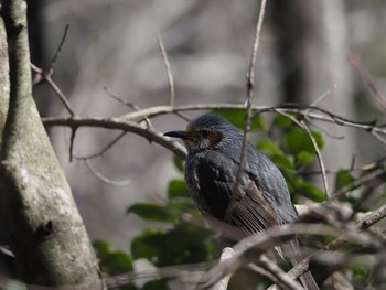 Brown-eared Bulbul 仙台市・台原森林公園 Sun, 3/15/2020