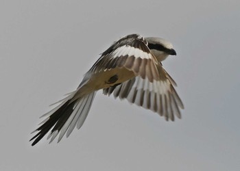 Chinese Grey Shrike Unknown Spots Sun, 3/15/2020