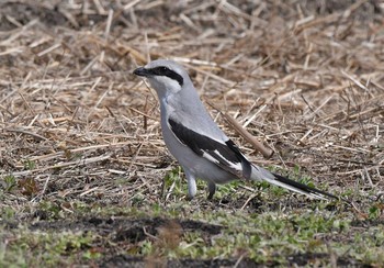 Chinese Grey Shrike Unknown Spots Sun, 3/15/2020