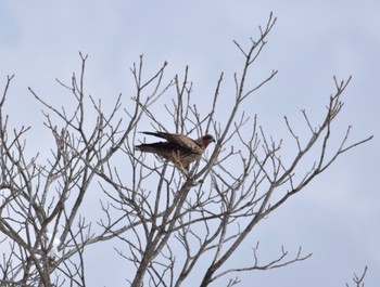 Black Kite JGSDF Kita-Fuji Exercise Area Sun, 3/15/2020