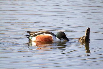 Northern Shoveler Mizumoto Park Thu, 2/11/2016