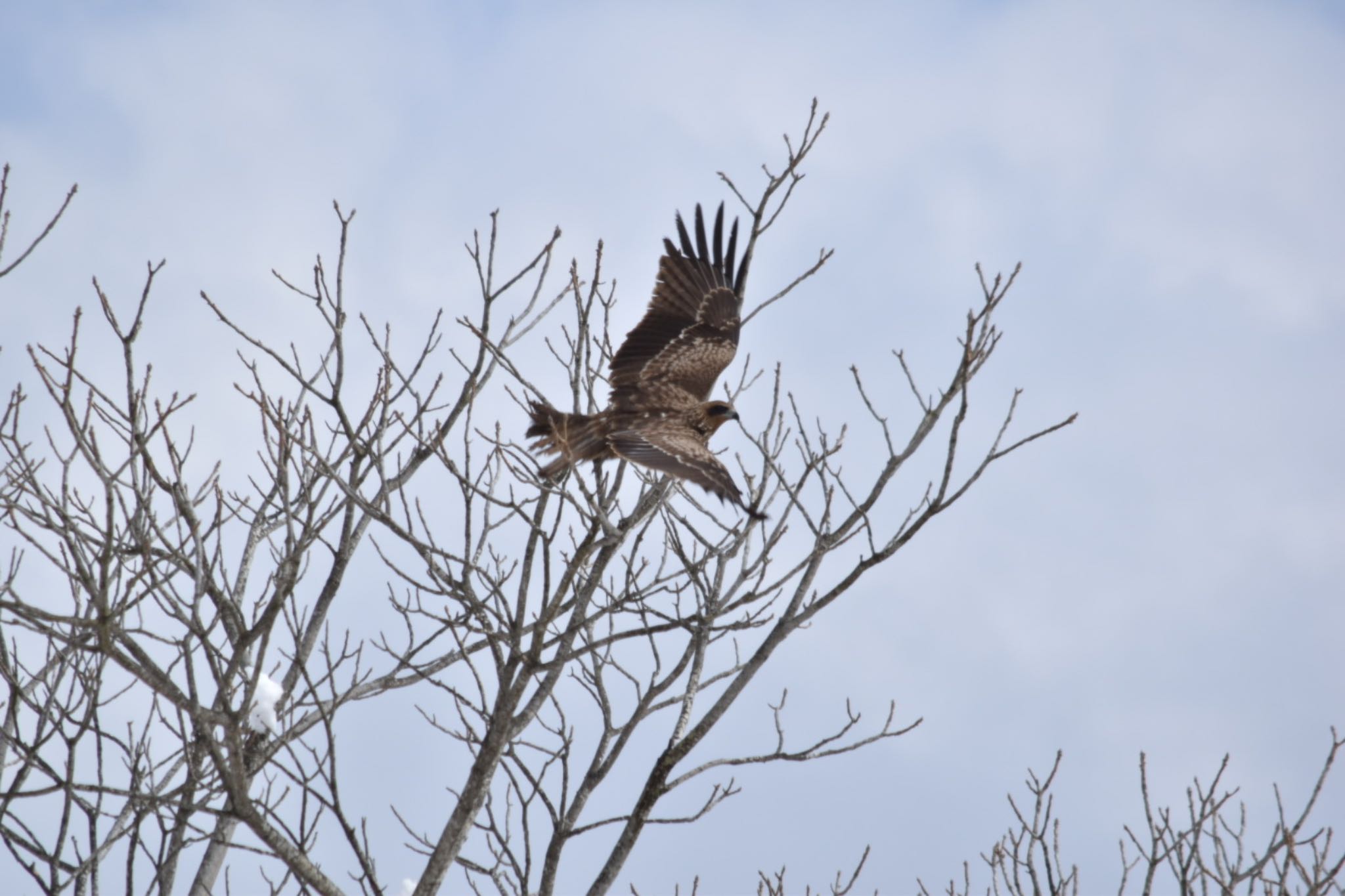 Photo of Black Kite at JGSDF Kita-Fuji Exercise Area by mahomama