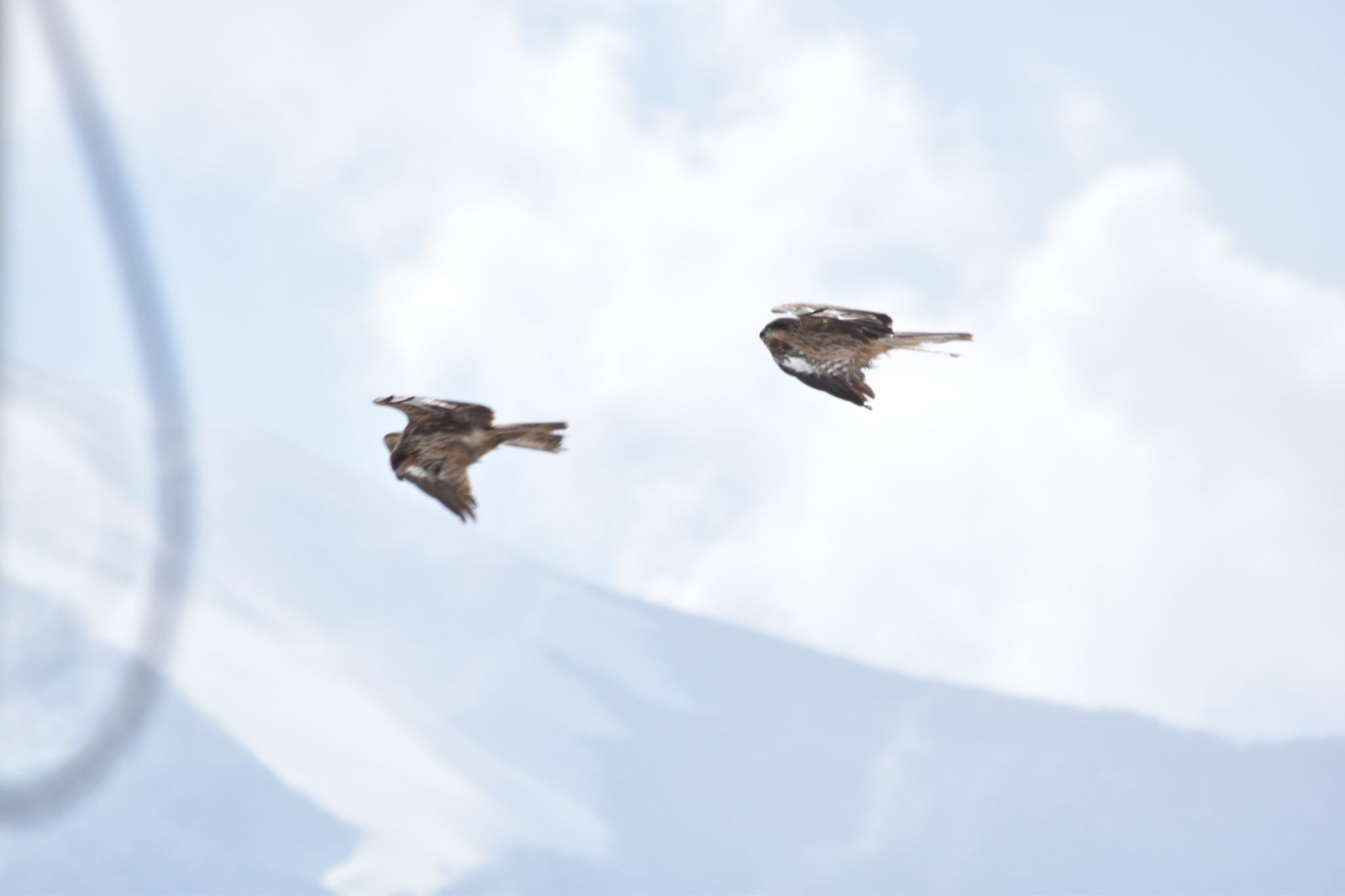 Photo of Black Kite at JGSDF Kita-Fuji Exercise Area by mahomama