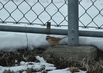 Meadow Bunting JGSDF Kita-Fuji Exercise Area Sun, 3/15/2020