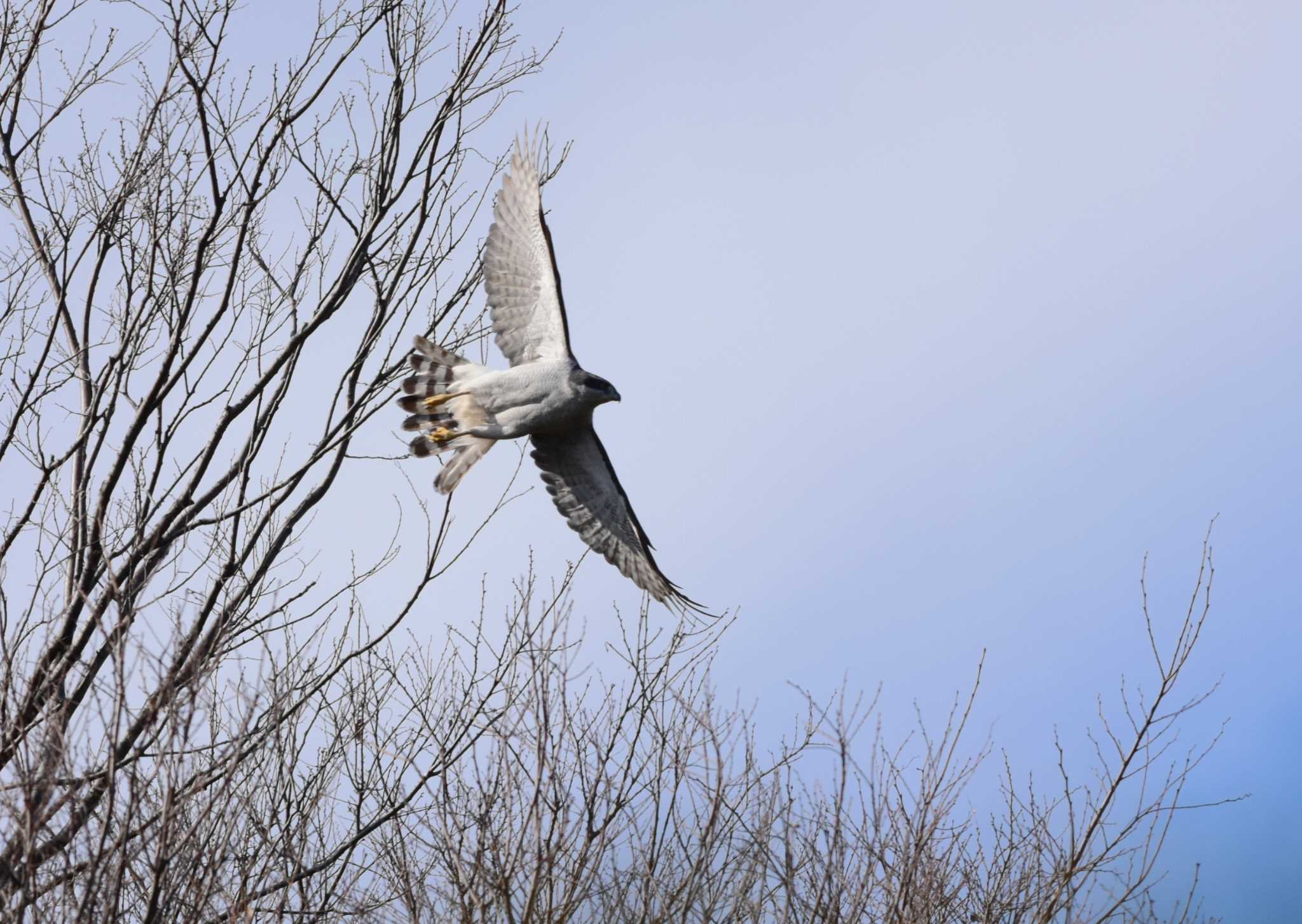 Photo of Eurasian Goshawk at Shakujii Park by お気楽探鳥家