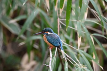 カワセミ 舞岡公園 2020年3月15日(日)