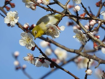 メジロ 三神峯公園 2020年3月15日(日)