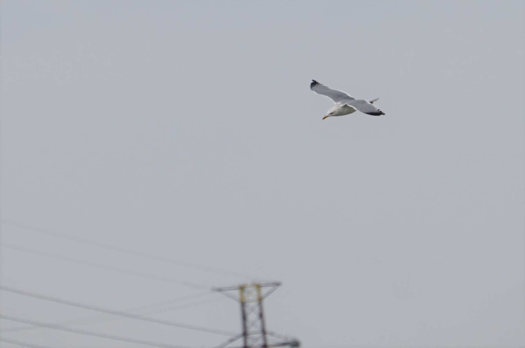 Photo of Vega Gull at 淀川 by マル