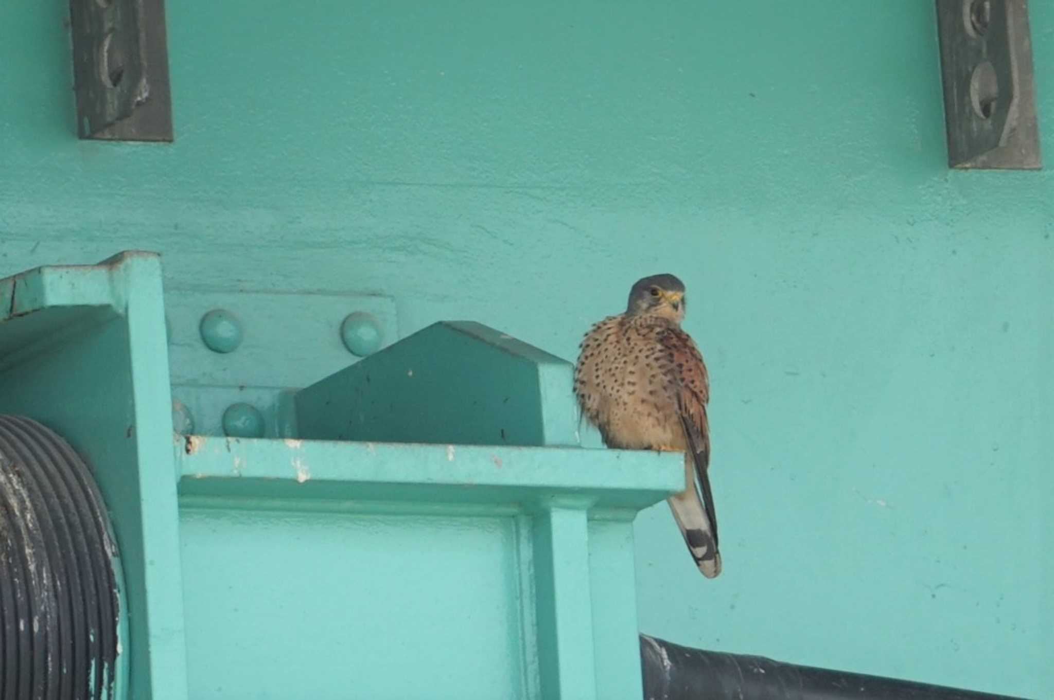 Photo of Common Kestrel at 淀川 by マル