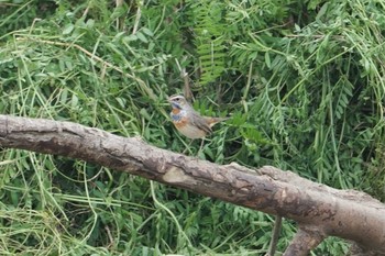 Sun, 3/15/2020 Birding report at 淀川