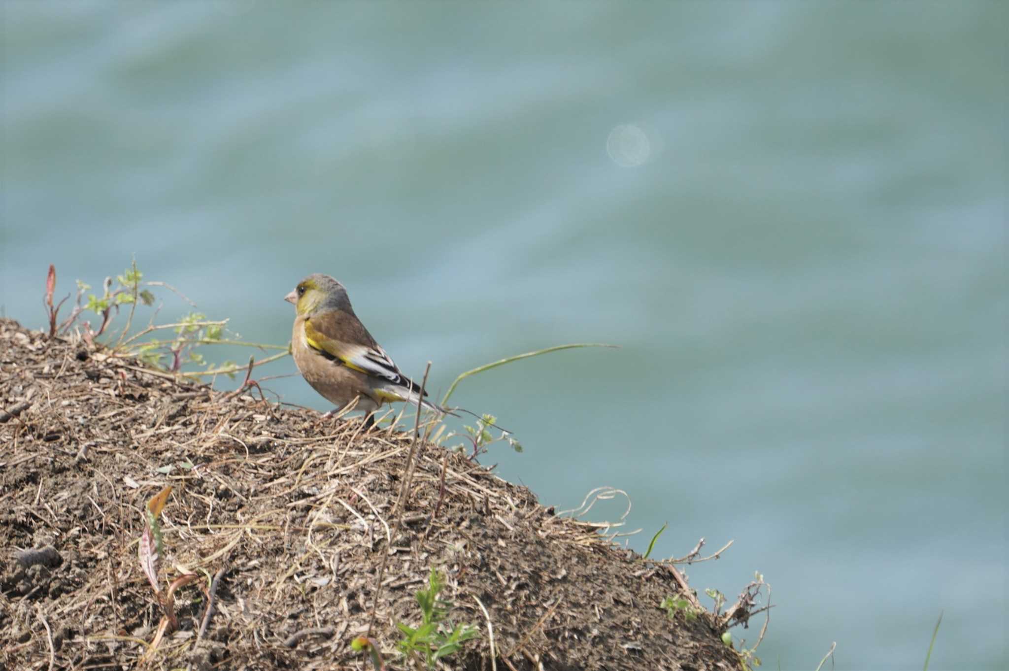 Photo of Grey-capped Greenfinch at 淀川 by マル