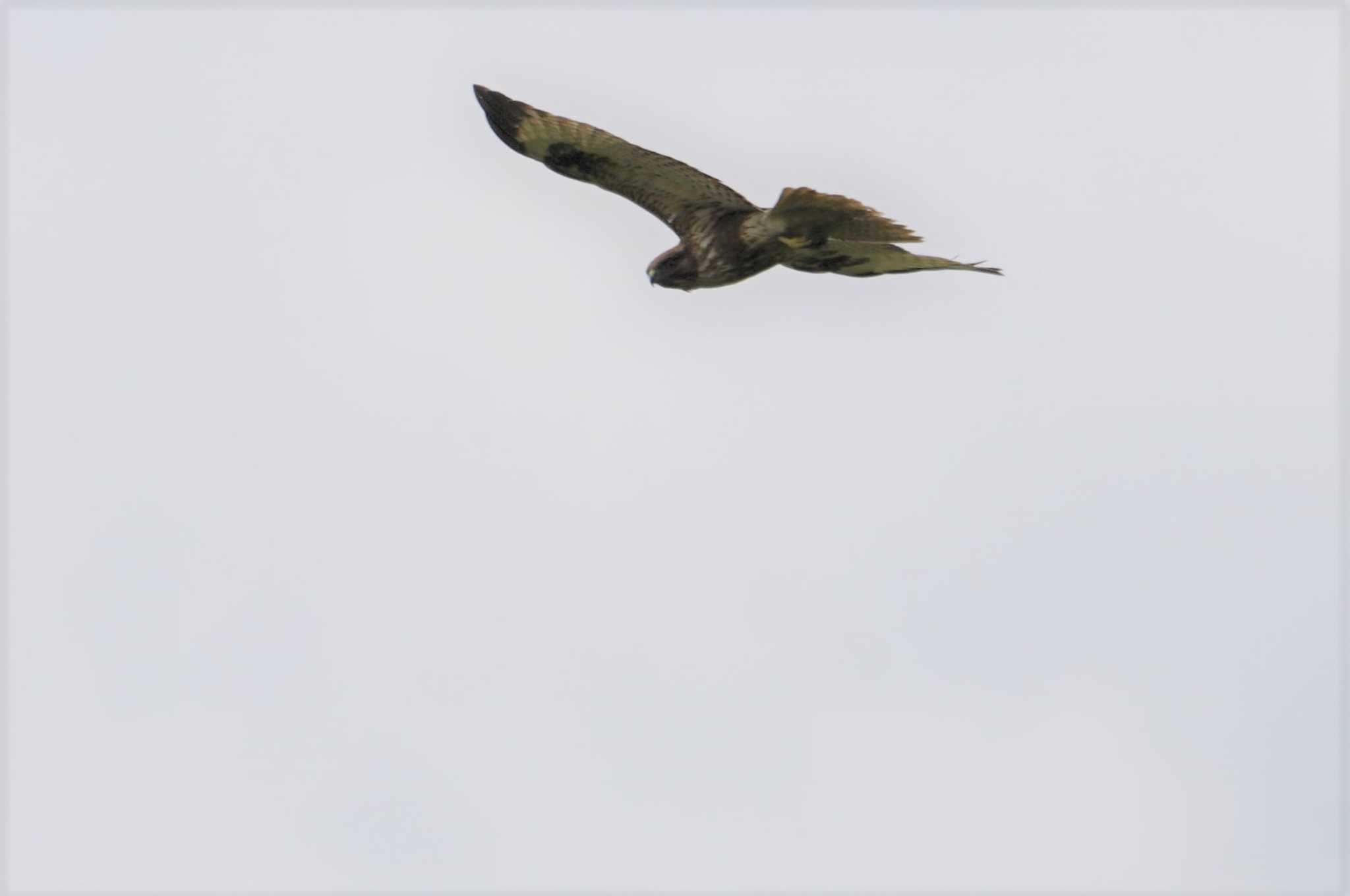 Eastern Buzzard