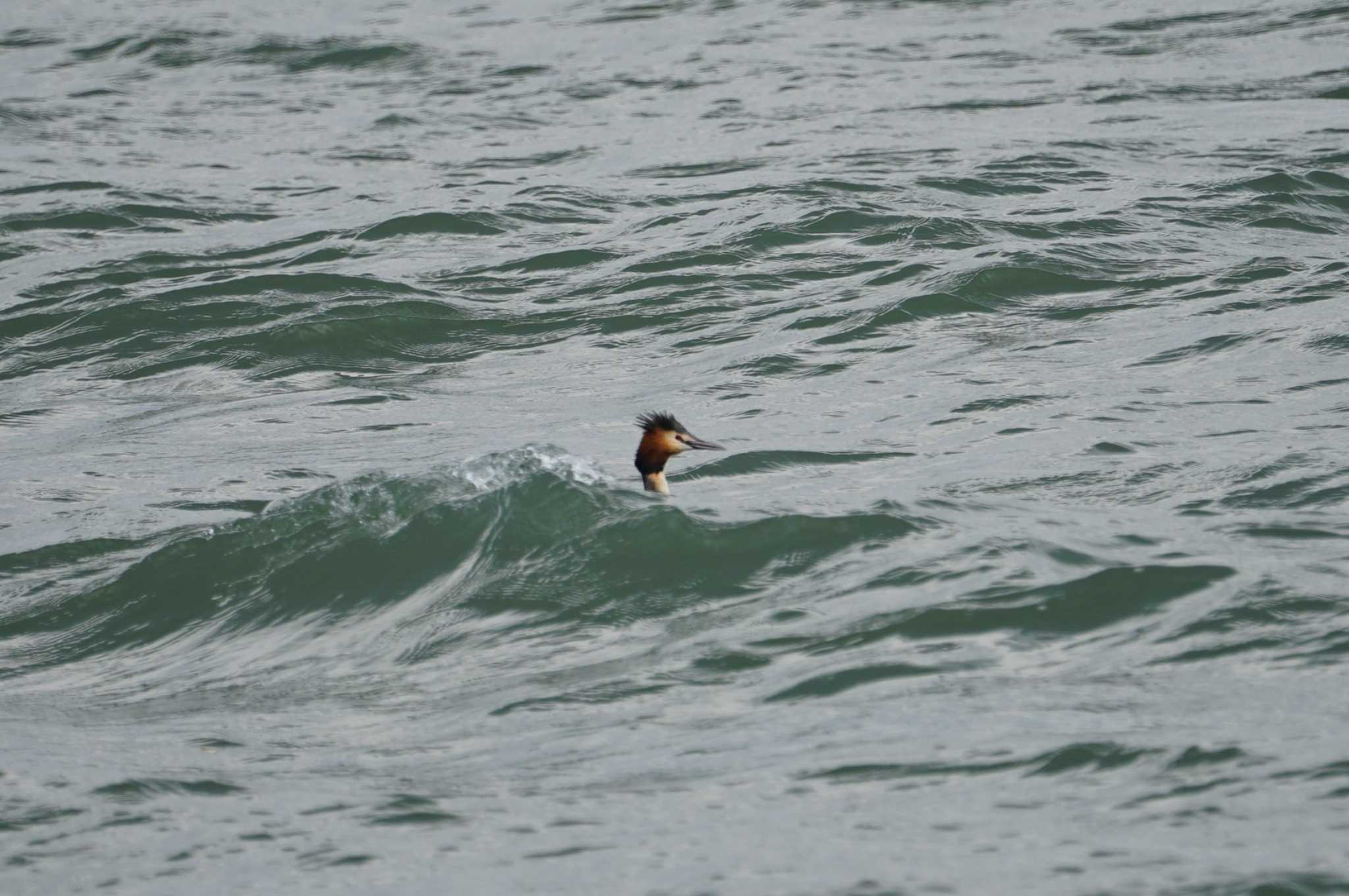 Photo of Great Crested Grebe at 淀川 by マル