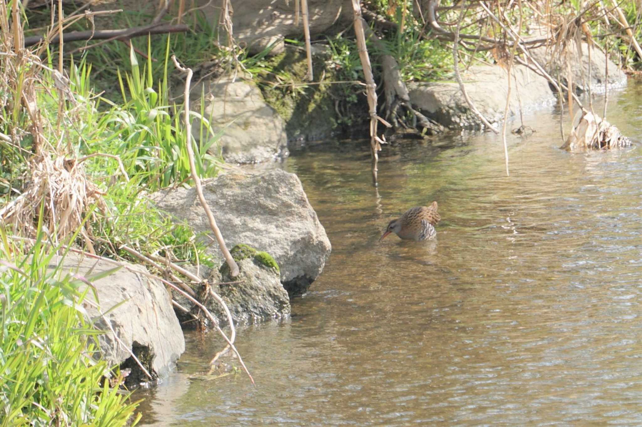 Brown-cheeked Rail