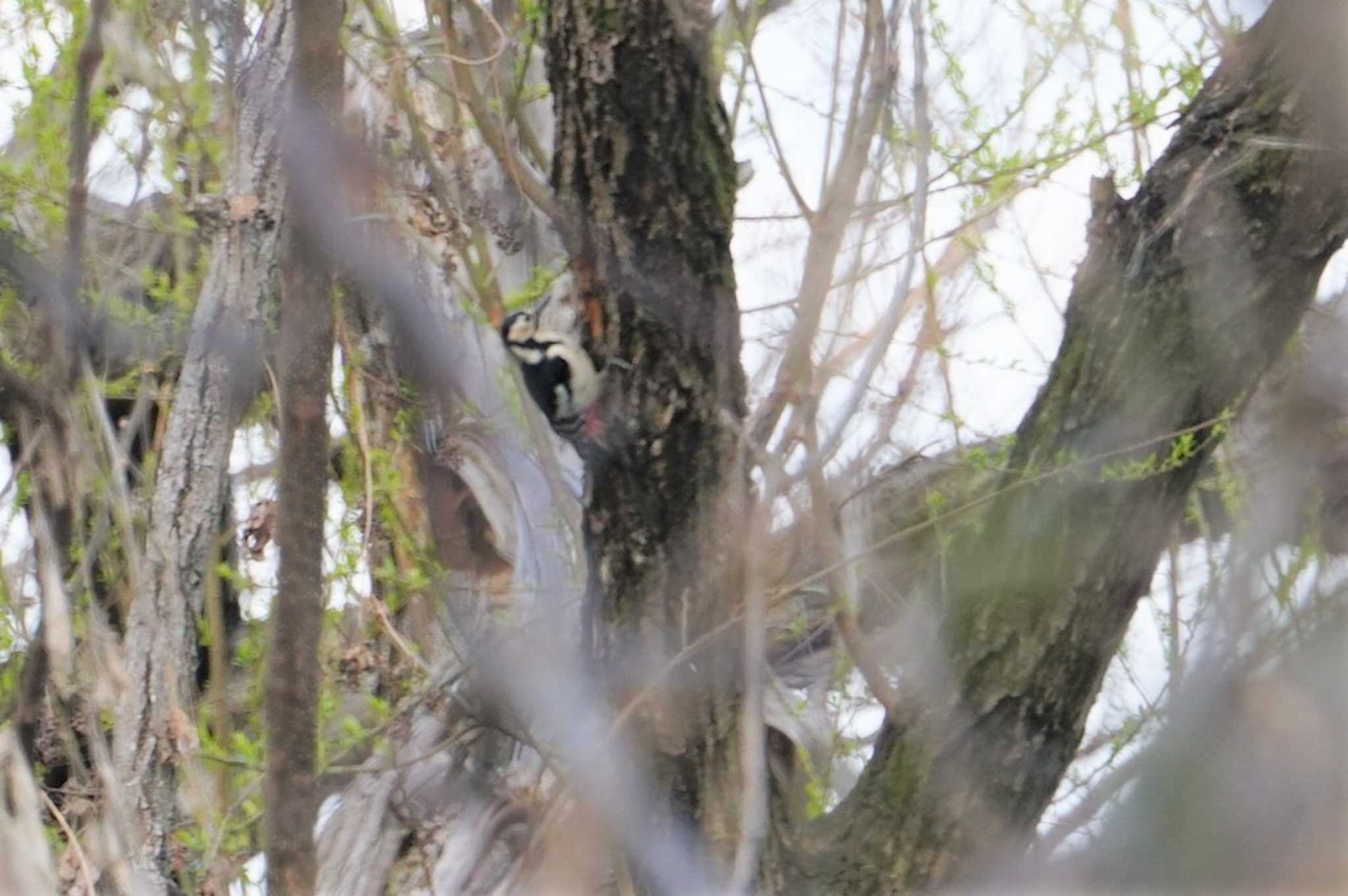 Great Spotted Woodpecker