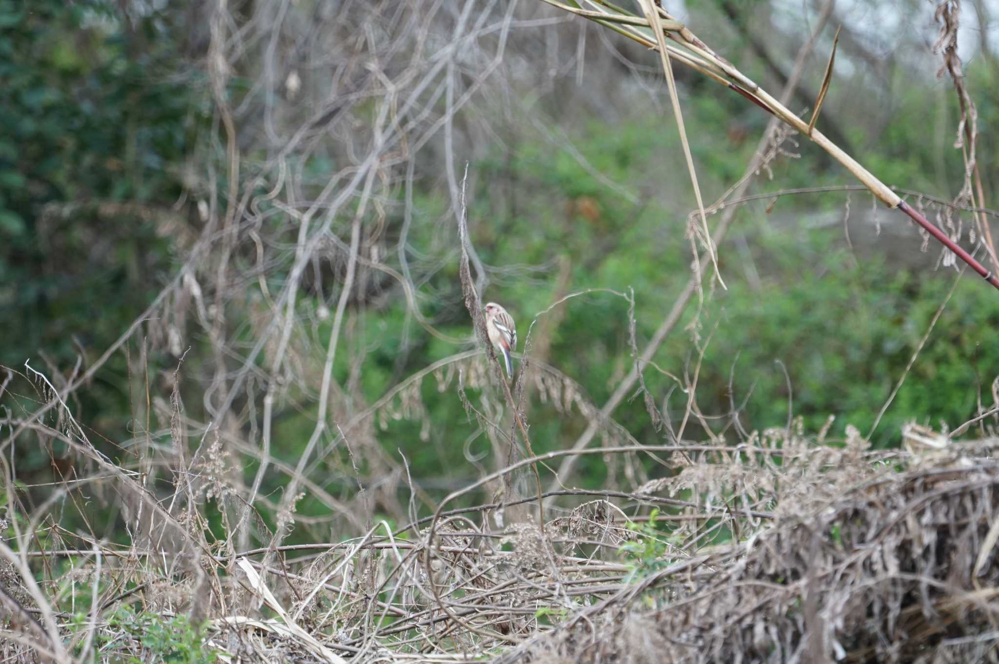 Siberian Long-tailed Rosefinch