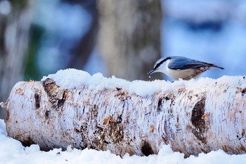 2020年3月15日(日) 埼玉県民の森の野鳥観察記録