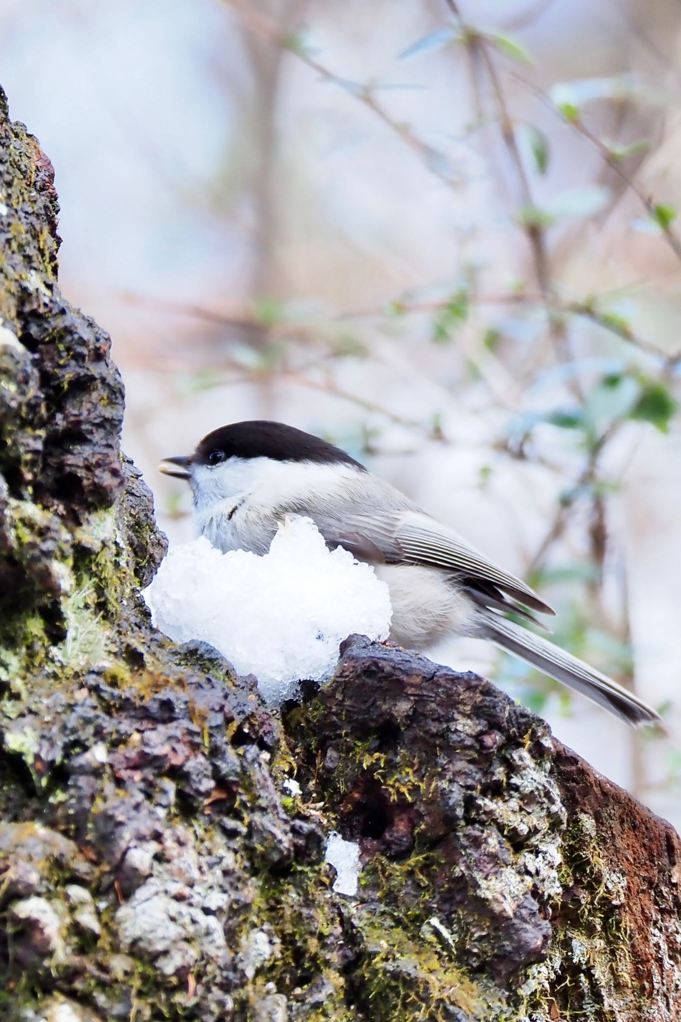 埼玉県民の森 コガラの写真 by Tsubami