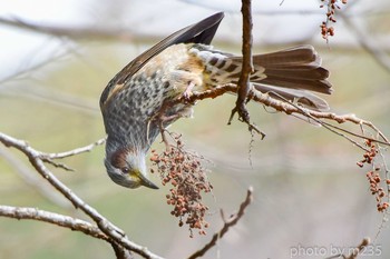 Brown-eared Bulbul 身延山周辺 Sun, 3/15/2020