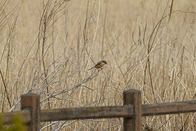 Photo of Bull-headed Shrike at Watarase Yusuichi (Wetland) by natoto