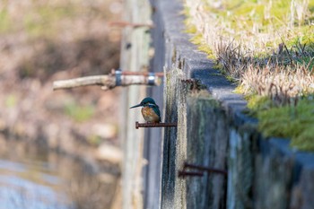 カワセミ 富山県十二町潟 2020年3月12日(木)