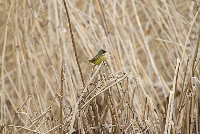 Masked Bunting