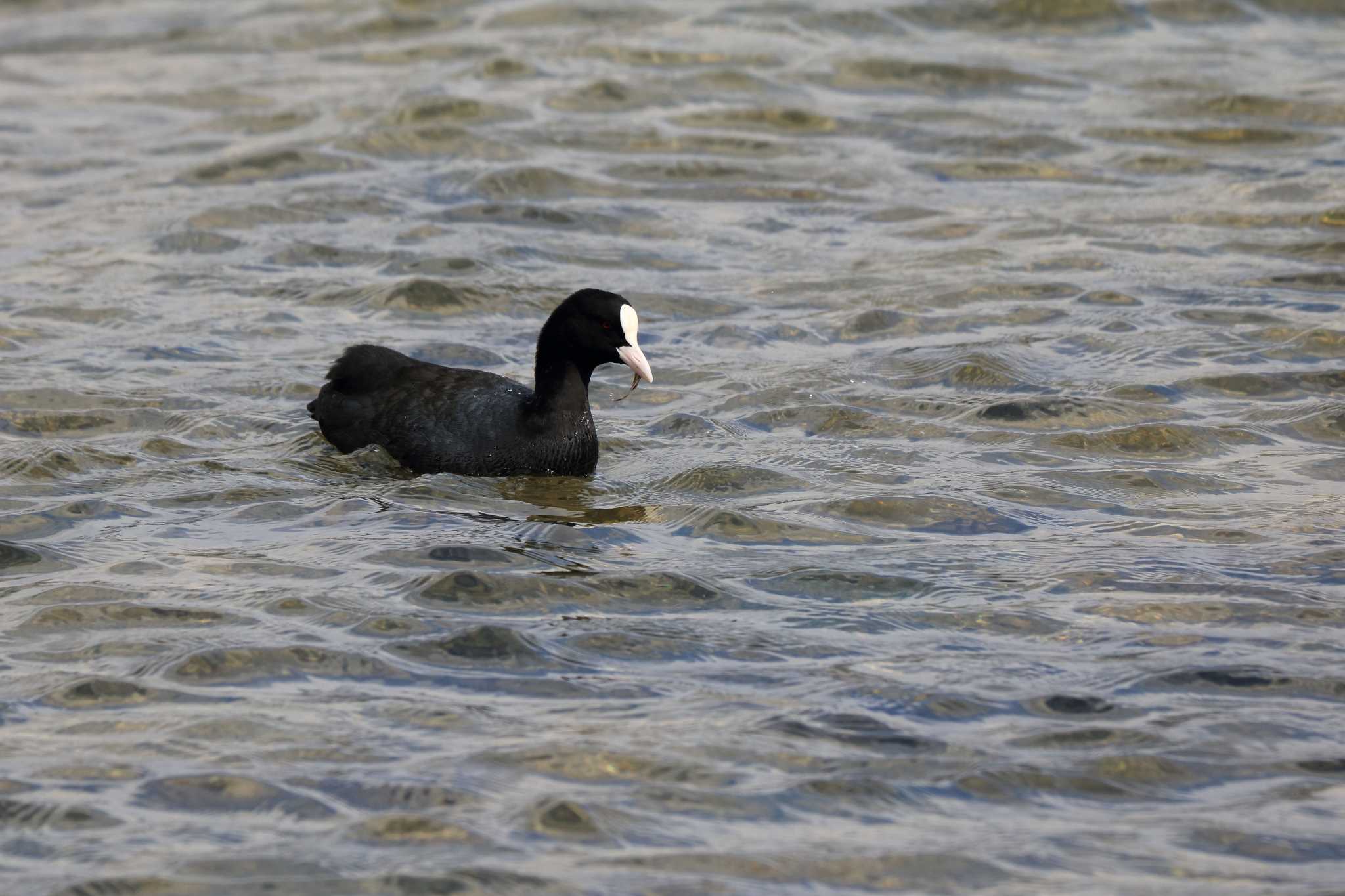 Eurasian Coot