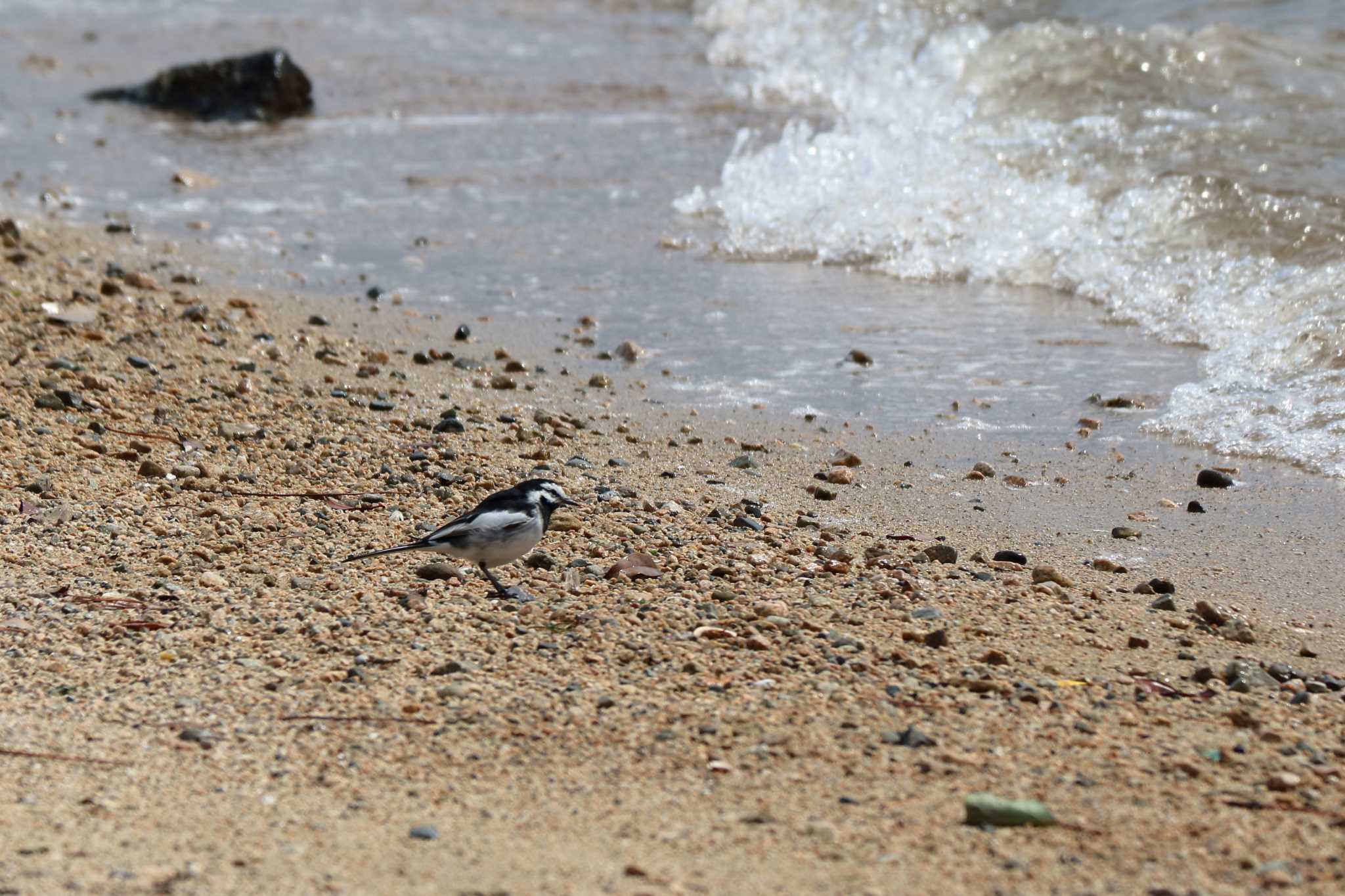 White Wagtail