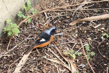 Daurian Redstart 芦屋浜 Sun, 3/15/2020